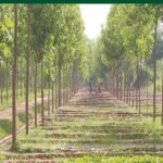 Agroforestry: Systems and Practices
